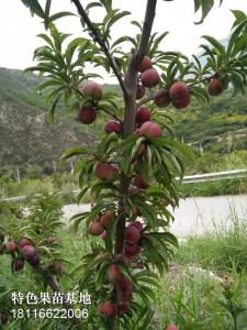 ******年挂果树