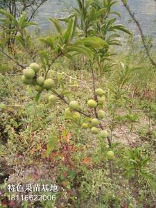 两年挂果青脆李